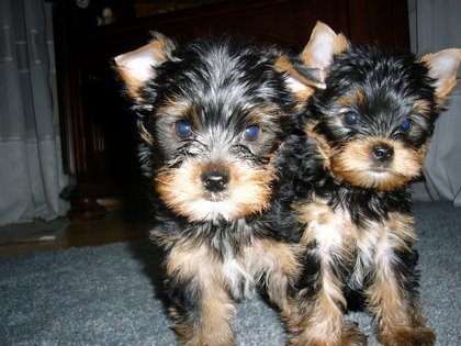 Super Miniaturowych Yorkshire Terrier 2