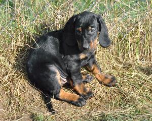 Szczeniaki Rasy Gończy Polski Po Poluj. Gotowe Do Odbioru