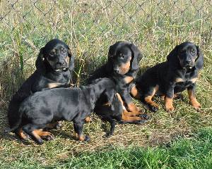 Szczeniaki Rasy Gończy Polski Po Poluj. Gotowe Do Odbioru 2