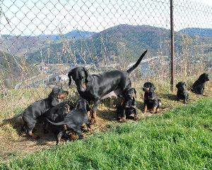 Szczeniaki Rasy Gończy Polski Po Poluj. Gotowe Do Odbioru 3