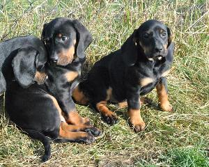 Szczeniaki Rasy Gończy Polski Po Poluj. Gotowe Do Odbioru 4